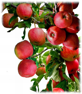Pommier Fuji