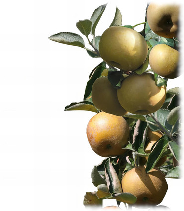 Pommier Reinette grise