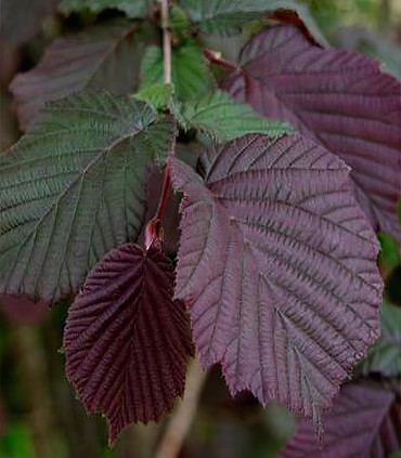 Noisetier pourpre caduc