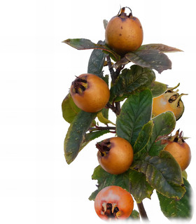 Néflier d'Allemagne