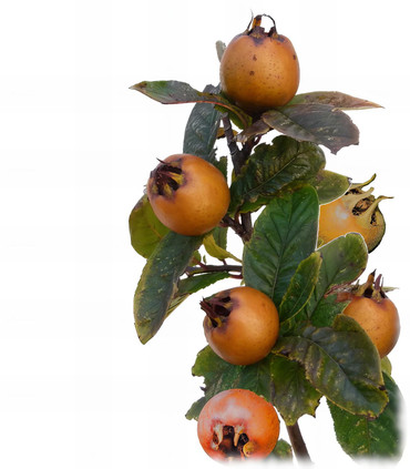 Néflier d'Allemagne