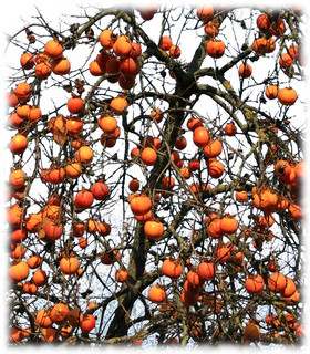 Plaqueminier du Japon