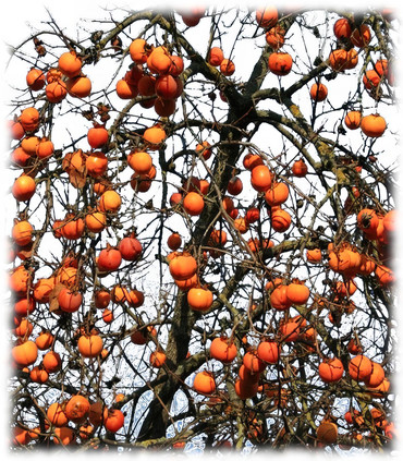 Plaqueminier du Japon