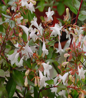 Abelia grandiflora