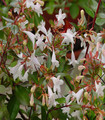 Abelia grandiflora