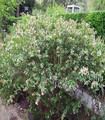 Plante Abelia grandiflora