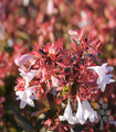 Plante persistante Abelia grandiflora