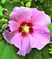 Althéa hibiscus