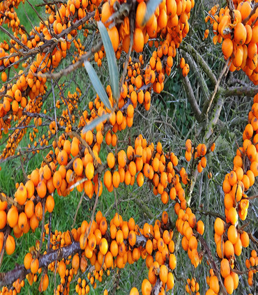 Argousier hippophae orange