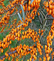 Argousier hippophae orange
