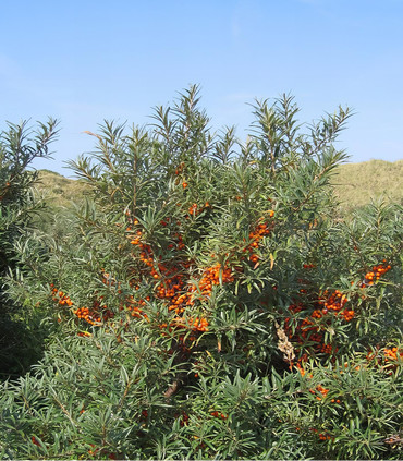 Argousier hippophae fruits oranges