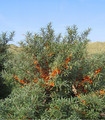 Argousier hippophae fruits oranges