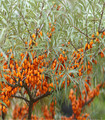 Argousier hippophae