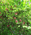 Calycanthus floridus