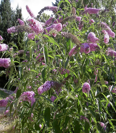 Arbre aux papillons