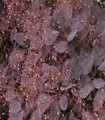 Arbre aux perruques - Cotinus coggygria 'Royal Purple'