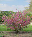 Cercis silicastrum