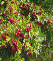 Aubépine - Crataegus oxyacantha