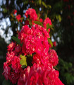 Aubépine - Crataegus oxyacantha rose vif