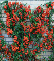 Buisson ardent - Pyrancantha coccinea