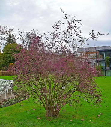 Callicarpa