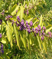 Callicarpa / Arbre aux bonbons