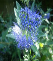 Caryopteris