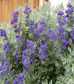 Caryopteris / Barbe bleue