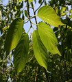 Cerisier à fleurs (touffe) - Prunus serrulata 'Kanzan'