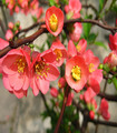 Cognassier du Japon - Chaenomeles japonica