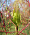 Cornouiller rouge - Cornus sanguinea