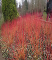 Cornus sanguinea