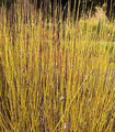 Cornouiller jaune - Cornus stolonifera 'Flaviramea'