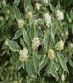 Cornouiller panaché - Cornus alba 'Sibirica'