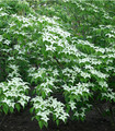 Cornouiller du Japon - Cornus kousa