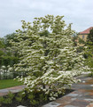 Cornus kousa