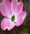 Cornouiller de Floride - Cornus florida