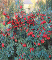 Cotoneaster lacteus rouge