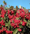 Cotoneaster lacteus