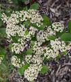 Cotoneaster lacteus petites fleurs blanches