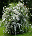 Deutzia magnifica