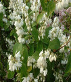 Deutzia magnifica blanc