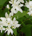 Deutzia gracilis fleurs blanches