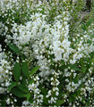 Deutzia gracilis