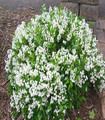 Deutzia gracilis floraison abondante