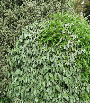 Elaeagnus vert