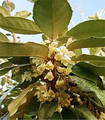 Fleurs elaeagnus