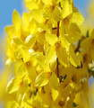 Forsythia x intermedia