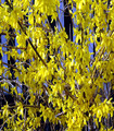 Forsythia x intermedia jaune d'or