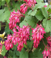 Groseillier à fleurs - Ribes sanguineum